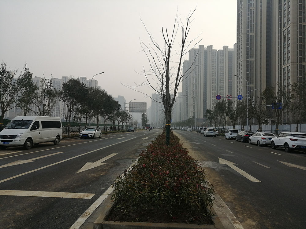 特事特辦、創造速度奇跡 --洛達路（中原路-穎河路）綠化工程完工